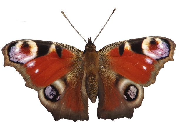 棕色蝴蝶孤立在白色背景上图片下载