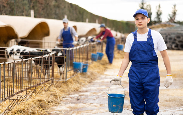 年轻的男性农民带着一桶水在农场外照顾小牛图片下载