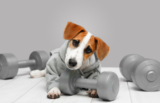 有运动装备的聪明小狗。图片下载