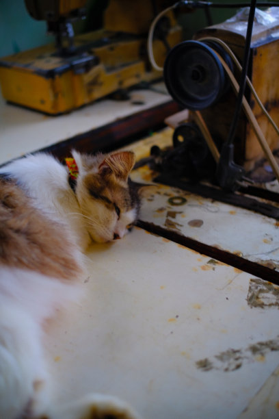 猫睡在缝纫机上图片下载