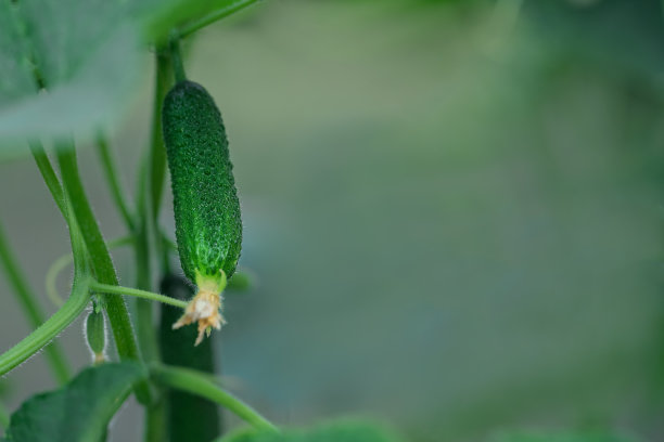 绿色新鲜黄瓜生长在温室近视图。图片下载