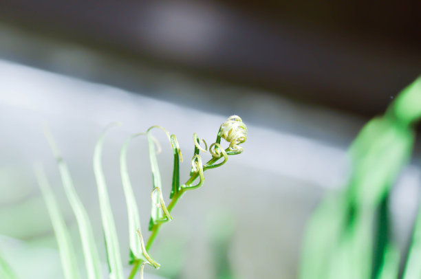 蕨类植物或蕨类植物图片下载