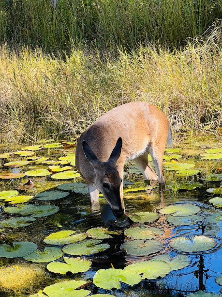 池塘里的鹿图片下载