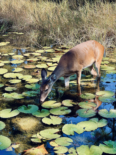 池塘里的鹿图片下载