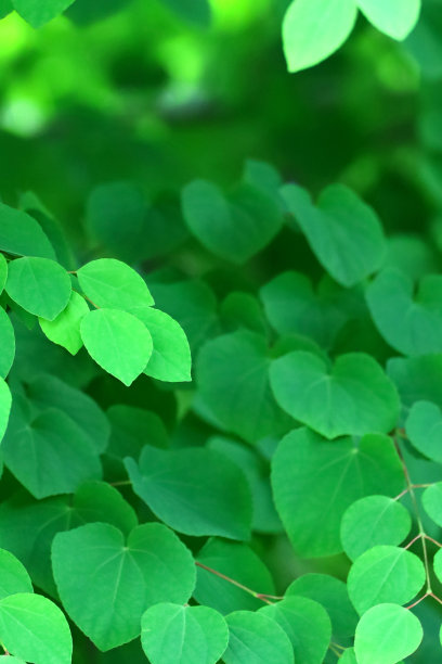 神奇的绿色背景材料照片接近新鲜的绿叶桂树图片下载