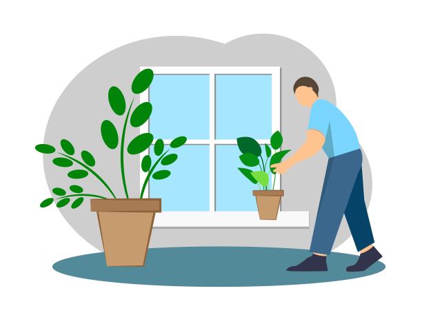 室内的花朵图片下载