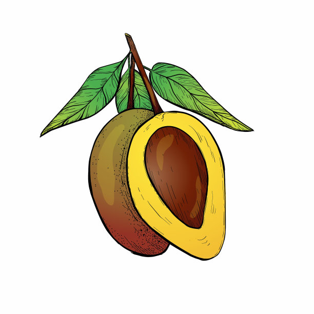 黄色和绿色芒果孤立在白色图片下载