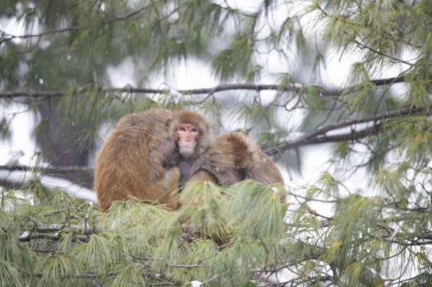 恒河猕猴(Macaca mulatta):树后的野生猴子图片下载