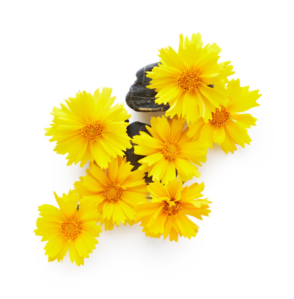 黄色的野花与石泉温泉隔离布置在白色上图片下载