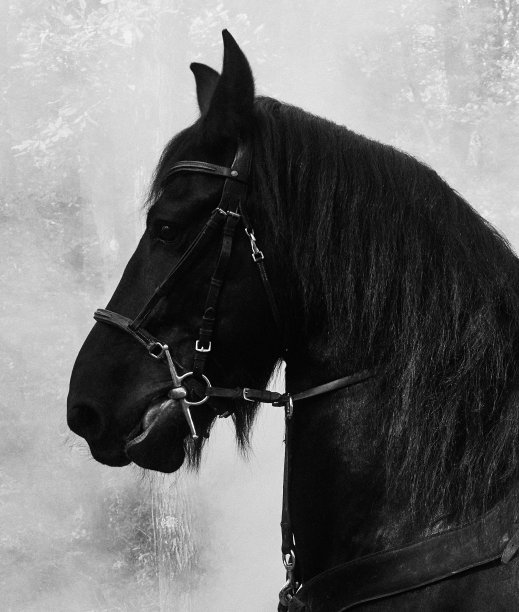 黑骏马图片下载