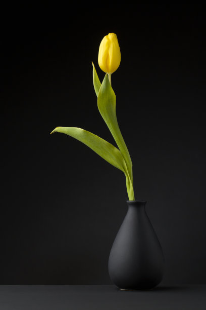 黑色背景的黄色郁金香站在黑色花瓶里图片下载