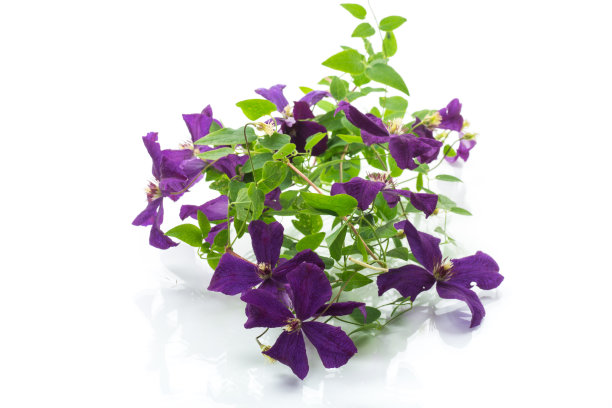 白色背景上盛开着美丽的铁线莲图片下载
