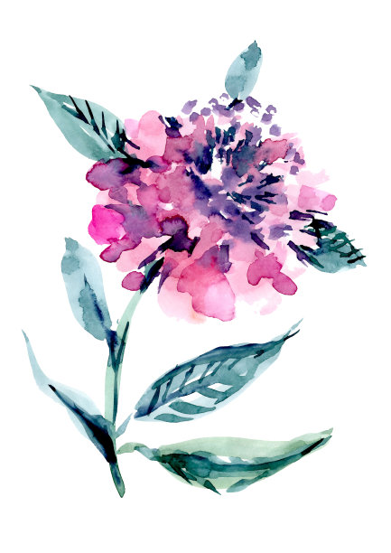 粉红色的绣球花，带有枝叶，白色背景上的水彩插图图片下载