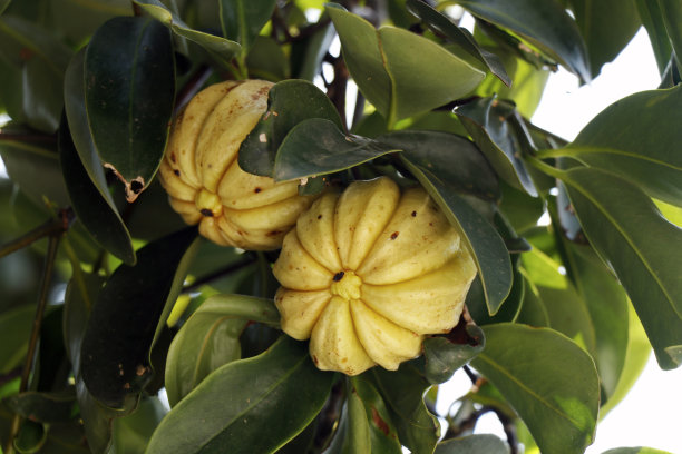 藤黄果糖名称包括藤黄果，以及茄子莓图片下载