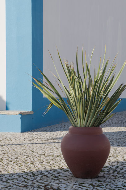 在阳光明媚的白蓝相间的房子前，把它种在花盆里图片下载