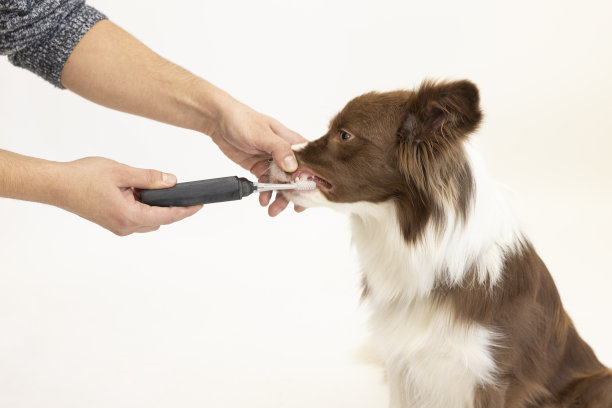 狗的牙齿健康图片下载