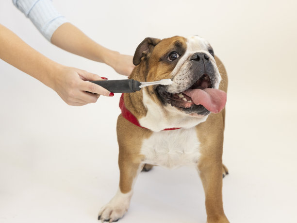 狗的牙齿健康图片下载