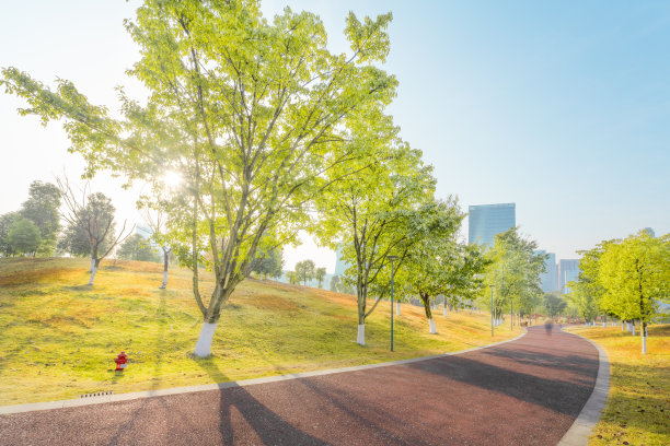 阳光下的树图片下载