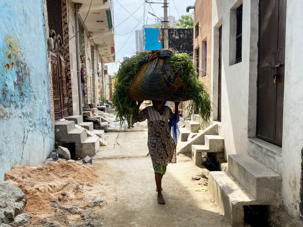 照片中的印度妇女穿着Salwar Kameez传统服装，光着脚走过水泥巷子里的门口，背着沉重的绿草，牛饲料装在大麻袋里，重点放在前景图片下载