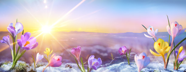 春日番红花在融雪上图片下载