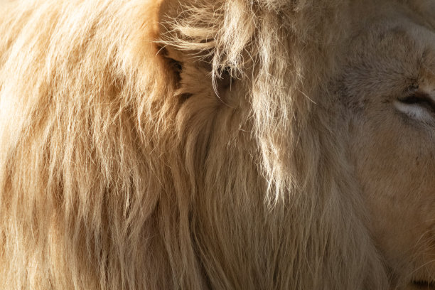 狮子耳朵与阳光蓬松的鬃毛皮毛特写图片下载