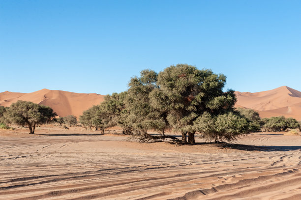 Deadvlei和sossusvlei附近的贫瘠景观图片下载