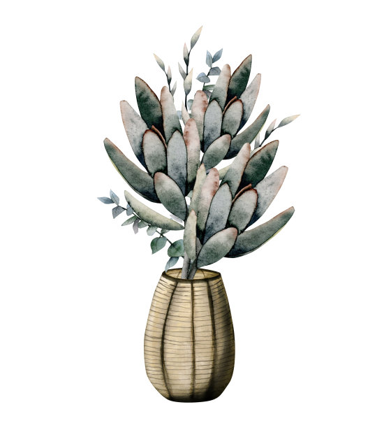 水彩多肉花束与桉树树枝在棕色花瓶孤立的白色背景，家庭植物图片下载