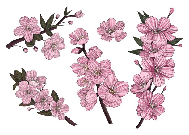 一组樱花和树枝。小樱。图形。雕刻。手绘图片下载
