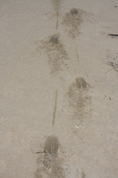 沙滩上鹿的足迹图片下载