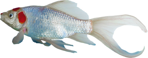 张着嘴的观赏鱼图片下载