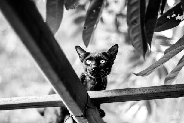 可怕的黑猫图片下载