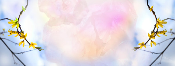 仙春宽花旗。春天盛开的黄色灌木花。连翘媒介物。彩虹的天空。本空间图片下载