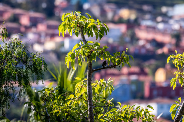 鸟儿栖息在树枝上。图片下载