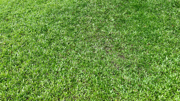 绿草地图片下载