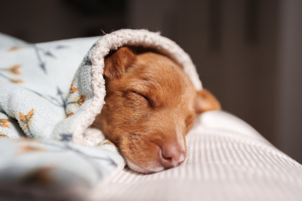 小狗被毯子盖着睡着了图片下载