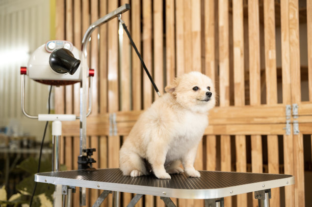 肖像的小可爱的狗准备在宠物水疗沙龙美容图片下载