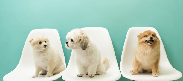 小可爱的狗的肖像在绿色背景。图片下载