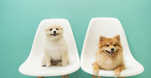 小可爱的狗的肖像在绿色背景。图片下载