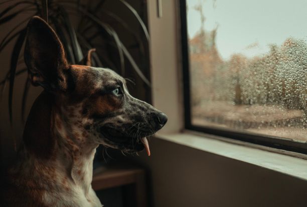 特写的澳大利亚牛狗的头部在雨滴附近的窗口图片下载