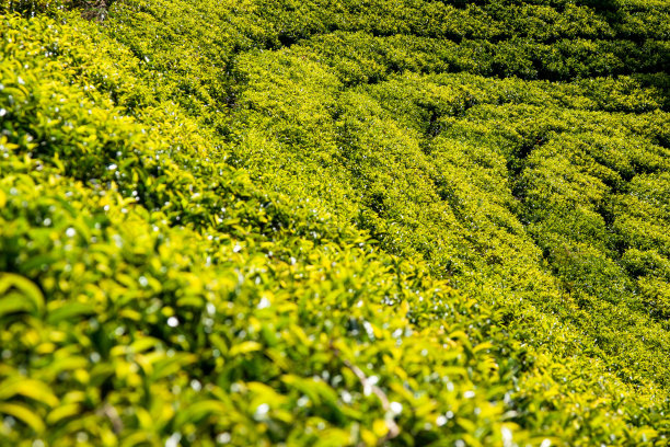 一个明亮的绿色黑树种植园的特写镜头与成排的植物图片下载