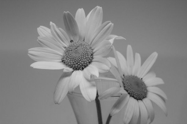 户外两朵雏菊花的灰度特写图片下载