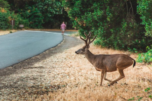 特写鹿跑向道路在乡村与模糊的背景图片下载