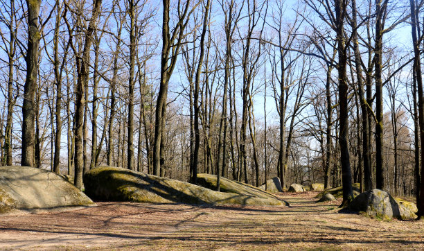春天的森林，大石头，瓦尔德维泰尔，布洛克海德，奥地利，欧洲图片下载