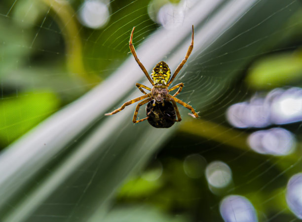 这种动物的拉丁名字是蜘蛛科，也就是我们通常所说的蜘蛛。-靠近点。图片下载