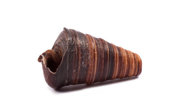 白色背景上孤零零的贝壳图片下载