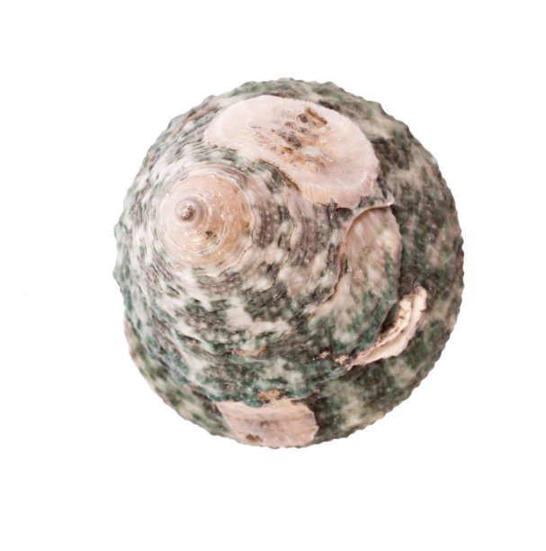 白色背景上孤零零的贝壳图片下载