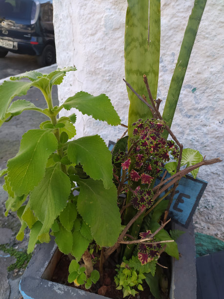 有多种植物的街头花坛图片下载