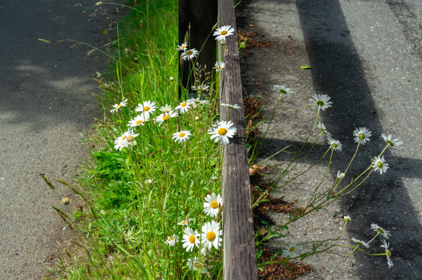 路边木栅栏旁的一束野洋甘菊图片下载