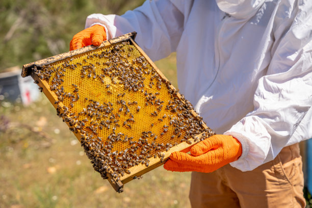 养蜂人正在检查蜂房里满是蜜蜂和蜂蜜的蜂巢。图片下载