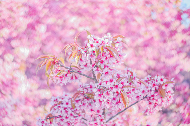 美丽的白色和粉红色樱花挂在模糊心形散景背景。图片下载